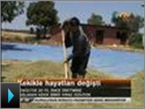 Kekikle hayatları değişti